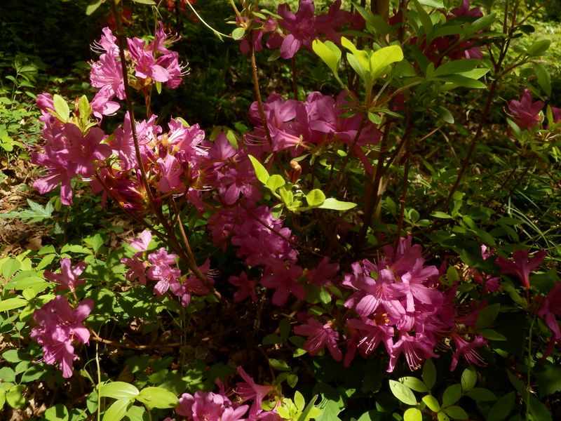 赤紫色のヤマツツジ