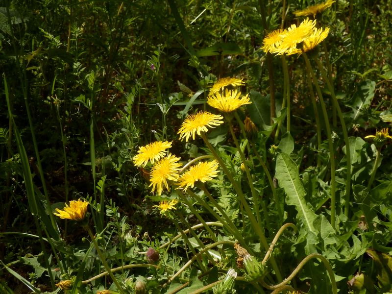 カントウタンポポ