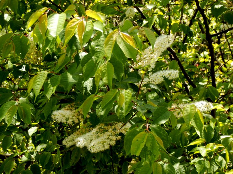 ウワミズザクラ