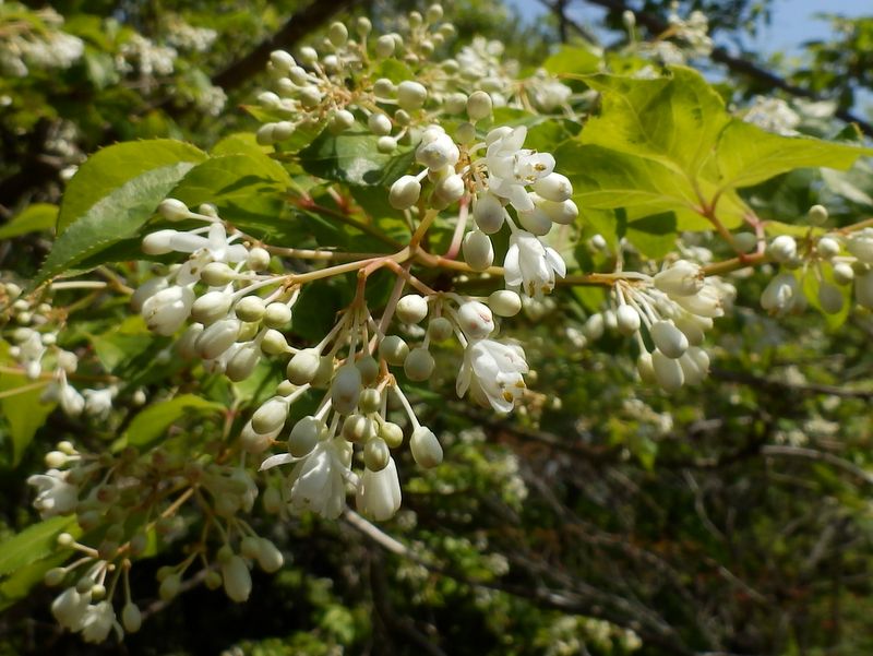 ミツバウツギかな