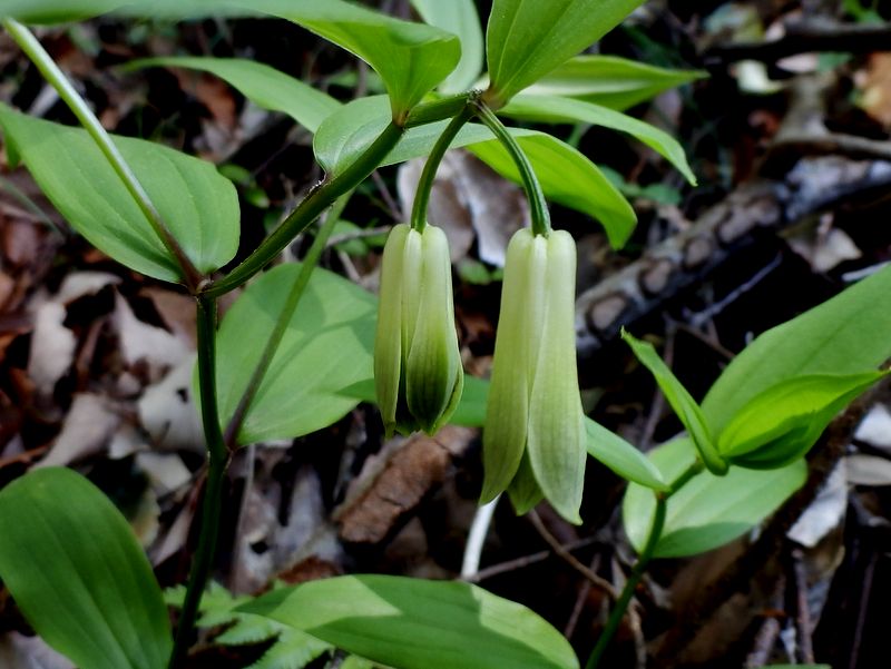 ホウチャクソウ