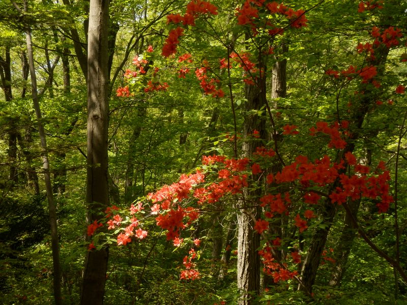 ひときわ鮮やか