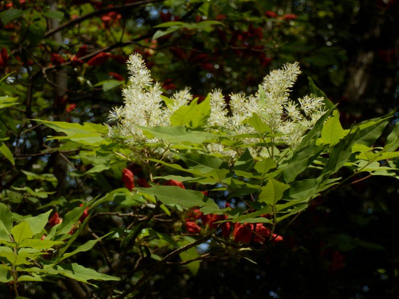 マルバアオダモ