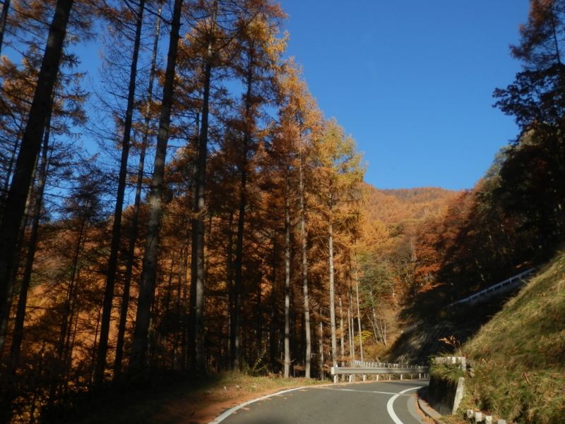 櫛形山 -- カラマツの立つ丸山林道を登る