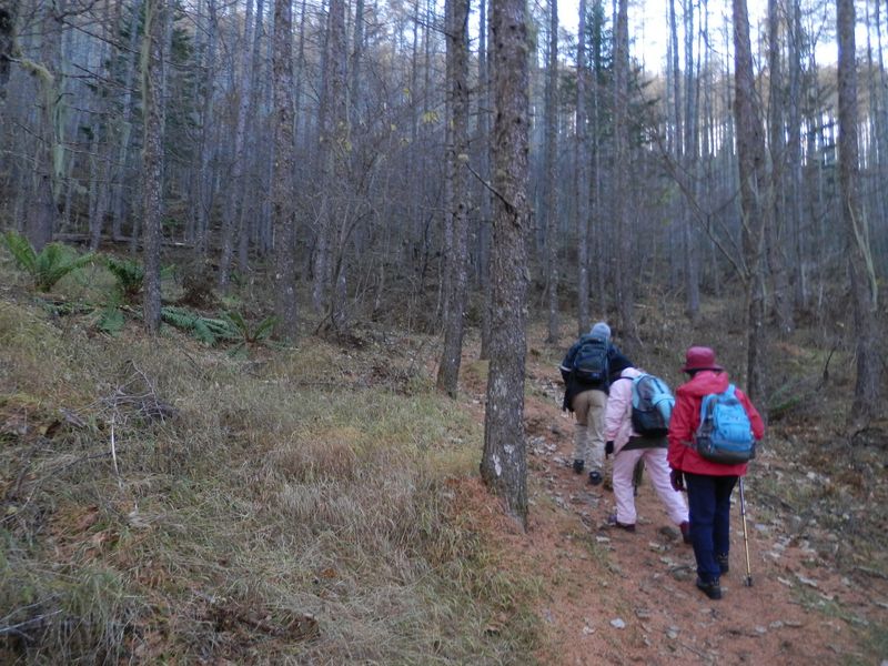 櫛形山 -- サルオガセの着くカラマツ林を登る