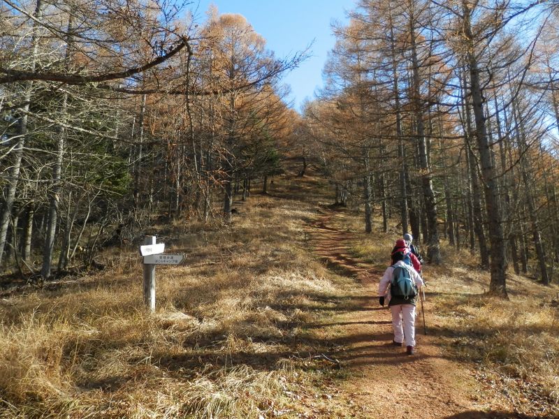 櫛形山 -- 桜峠より、緩やかに登る