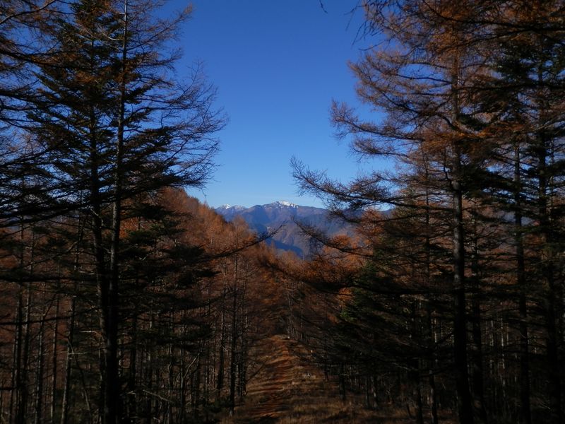 櫛形山 -- 振り返ると、悪沢岳と赤石岳