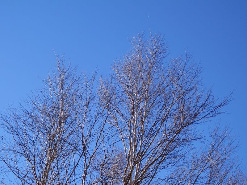 櫛形山 -- ダケカンバと下弦の月