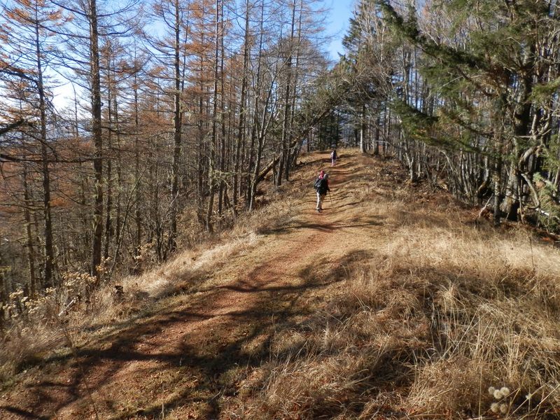 櫛形山 -- 気持ちのよい登山道