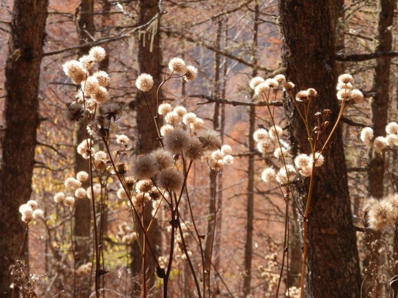 櫛形山 -- マルバダケブキのポンポン