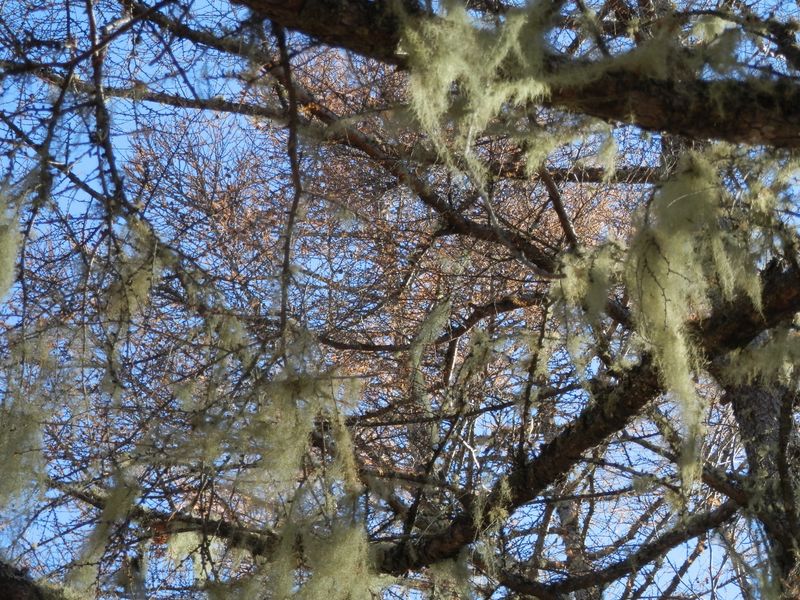 櫛形山では、サルオガセがいたる所に見られる