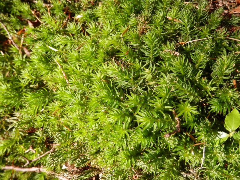 櫛形山 -- スギゴケ