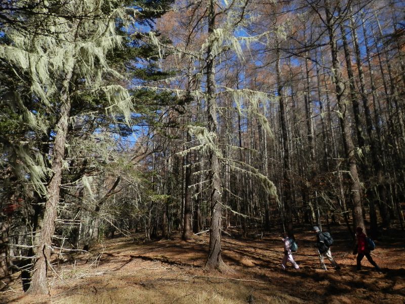 櫛形山 -- バラボタン平より、裸山に向かう