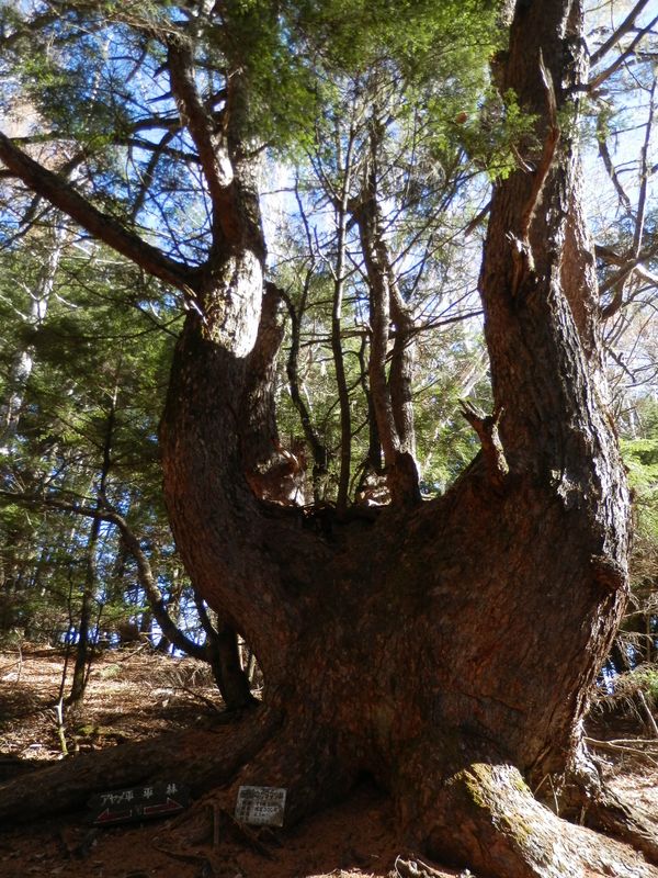 櫛形山 -- 樹齢推定300年のカラマツ