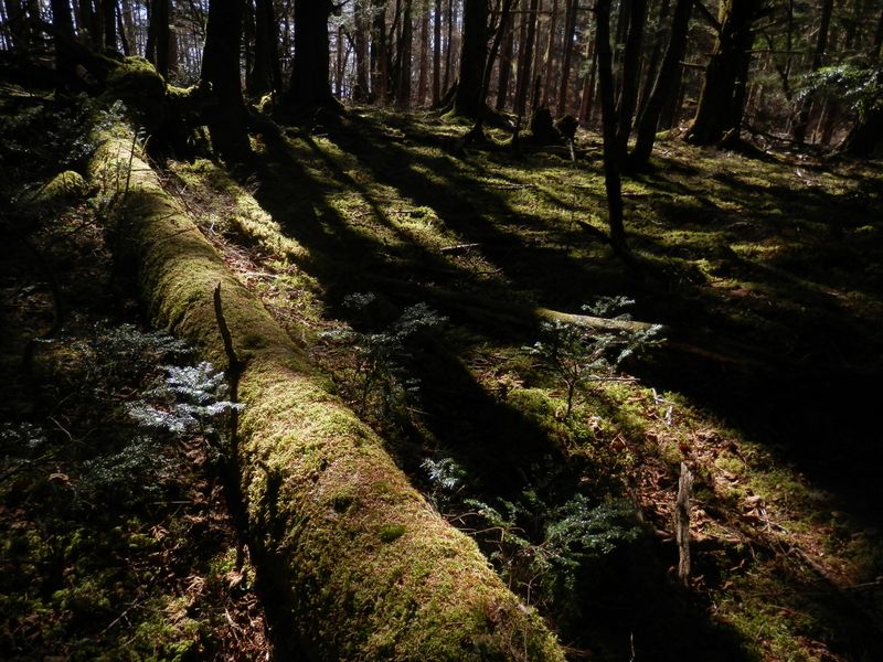 櫛形山 -- 暗い森にもさまざまな植物