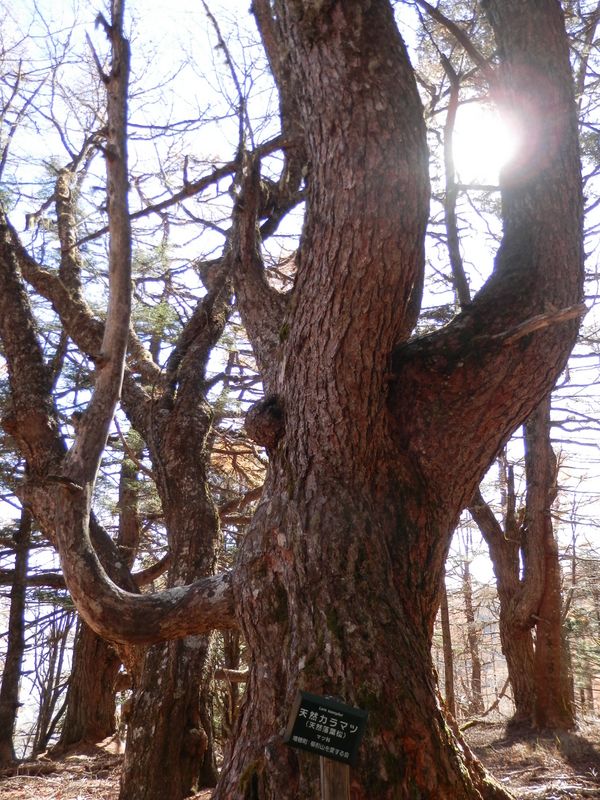 櫛形山 -- 天然カラマツ