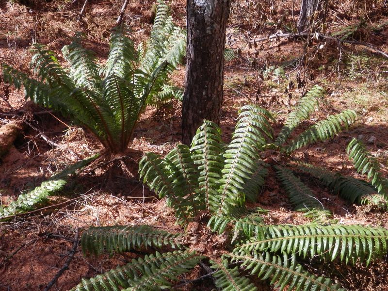 櫛形山 -- かごシダ