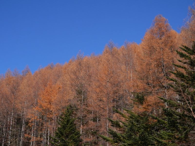 櫛形山 -- 池の茶屋林道の空