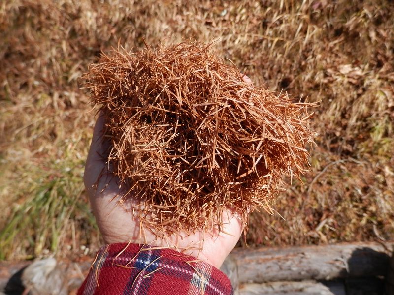 櫛形山 -- カラマツ（落葉松）の落ち葉