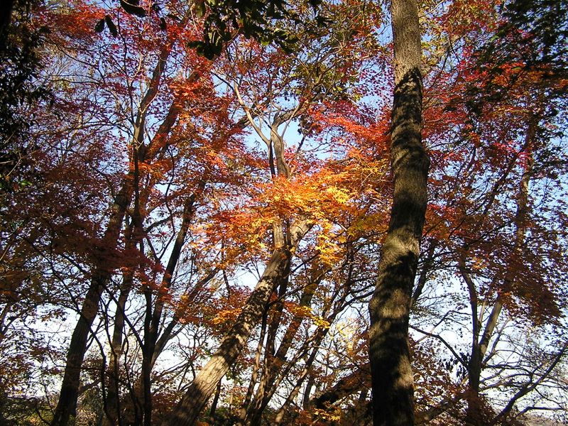 経ヶ岳・華厳山・高取山 -- 美しいモミジの下で最後の休憩