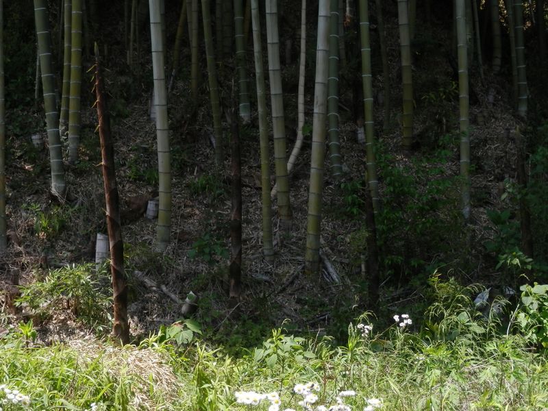 タケノコ、にょきにょき