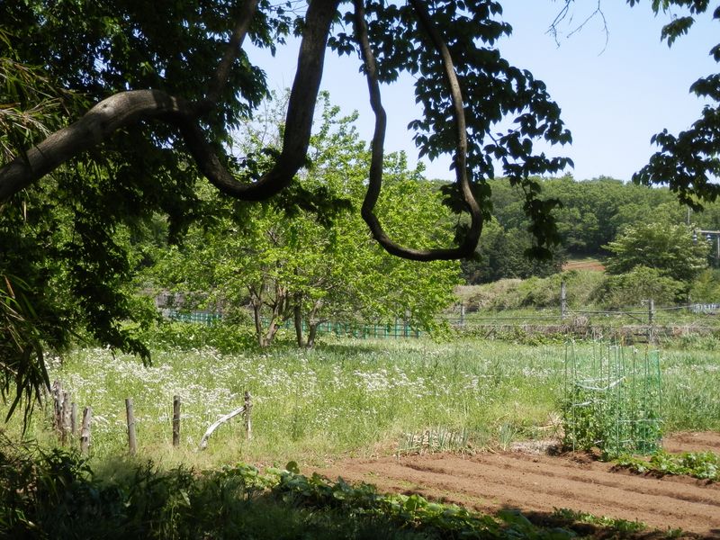 藤蔓にぶら下がってみた