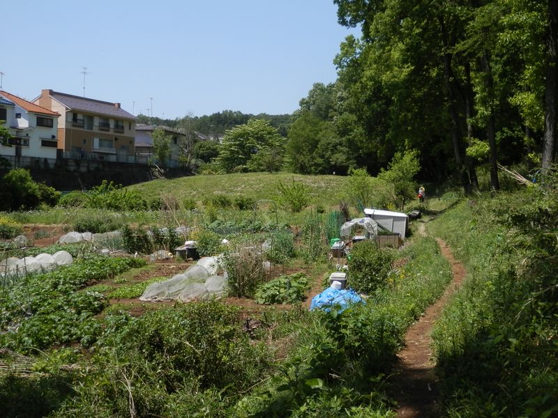 菜園の傍の小道