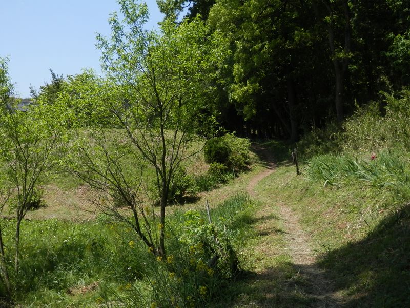 コナラ、クヌギなどの緑陰に入る