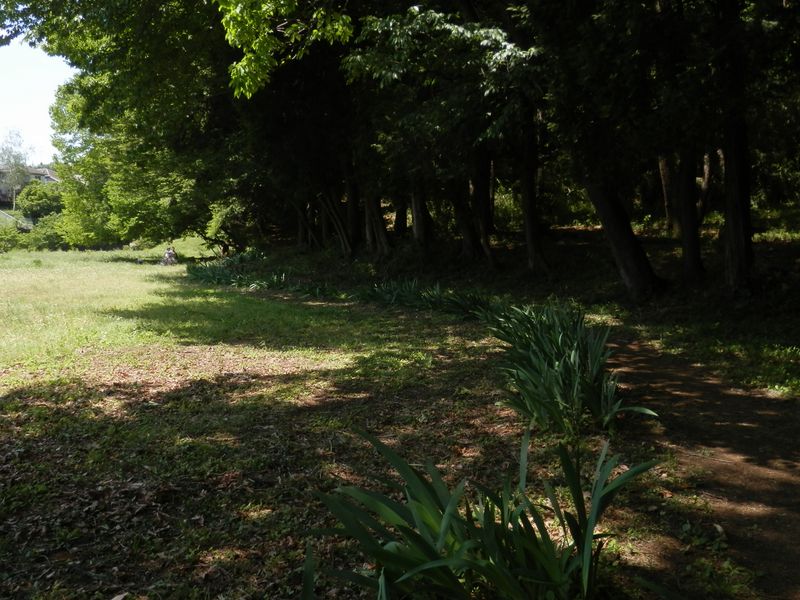 ジャーマンアイリスの小道