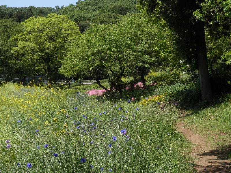ヤグルマギク、菜の花、芝桜、など