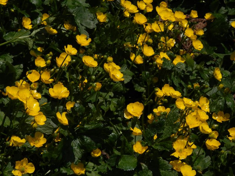 キンポウゲの仲間