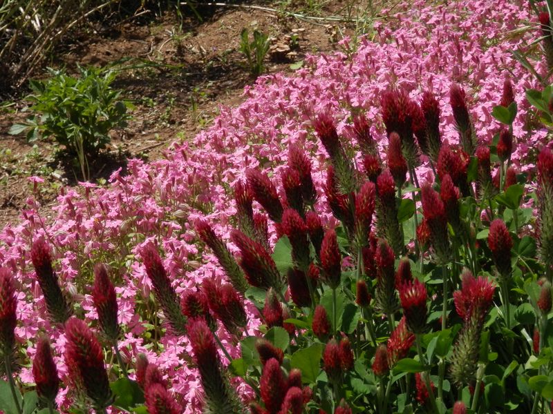 芝桜とストロベリーキャンドル？