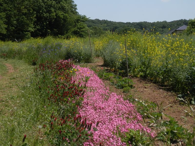 作物の代わりに花