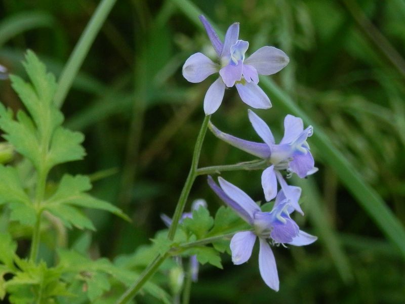 セリバヒエンソウ