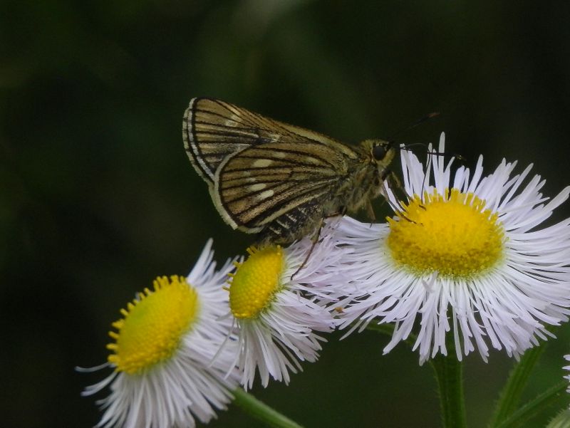 コキマダラセセリ