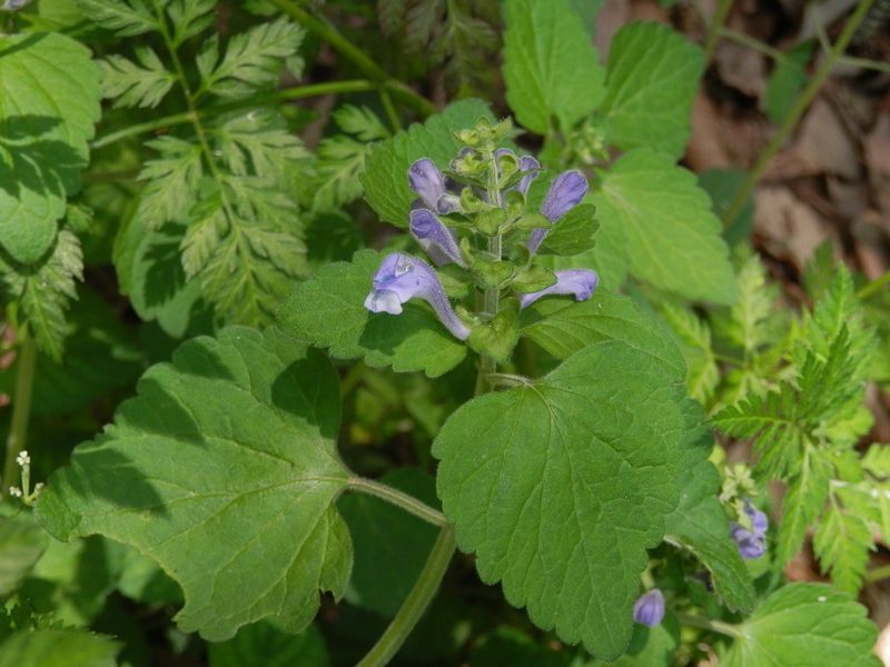 タツナミソウかな