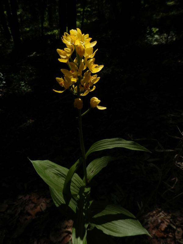 キンランにスポットライト