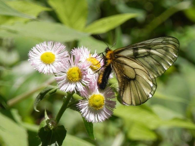 ウスバシロチョウ