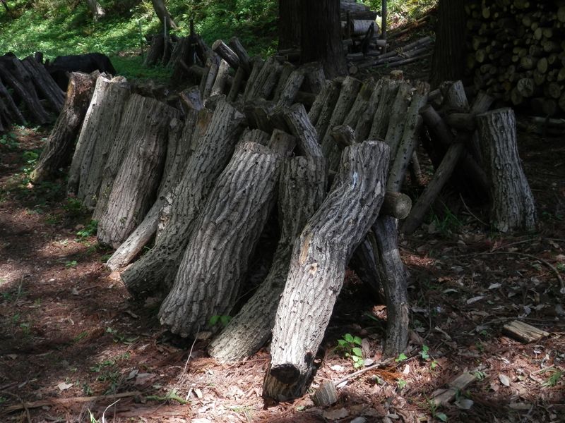 観光用のシイタケ栽培