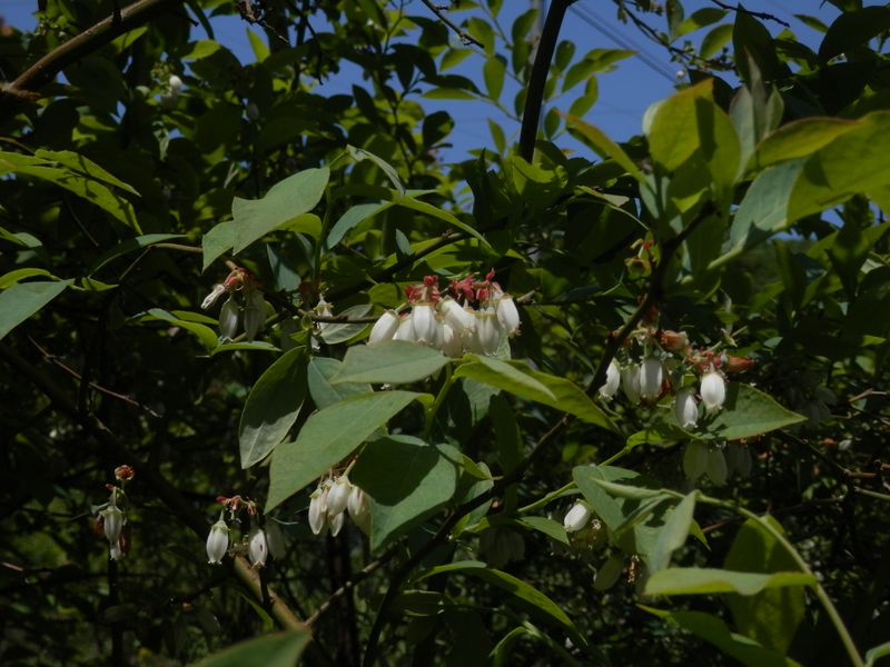 ブルーベリーの花