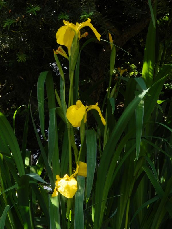 目線よりも上にキショウブ