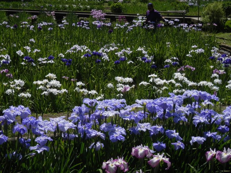 吹上しょうぶ公園作業員