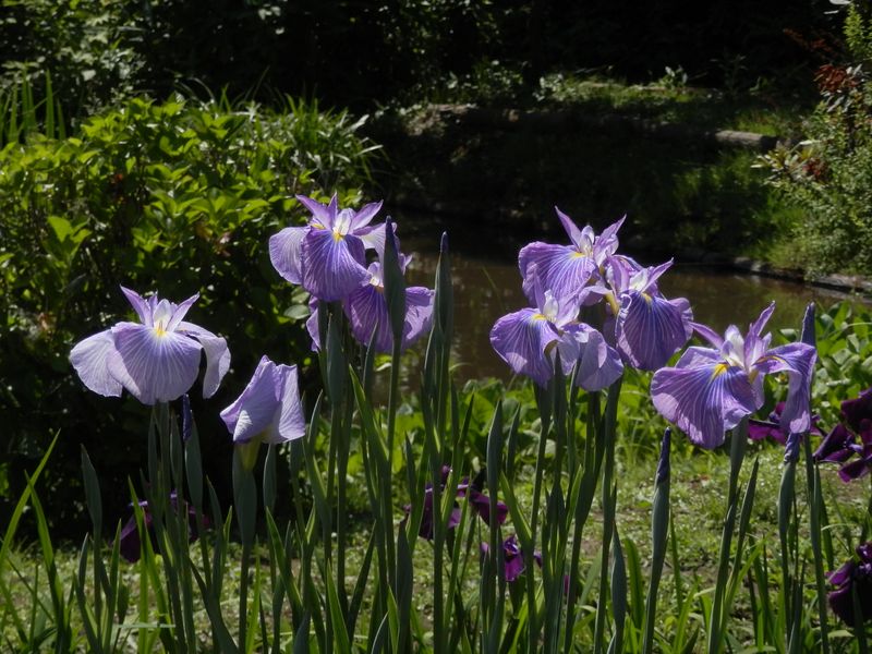 吹上しょうぶ公園のハナショウブ