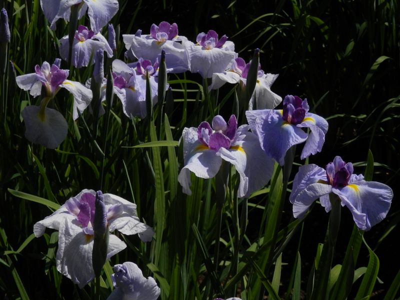 吹上しょうぶ公園のハナショウブ (2)