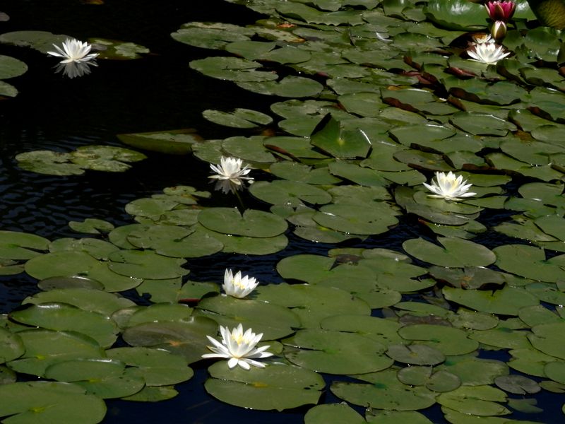 スイレンに見送られて