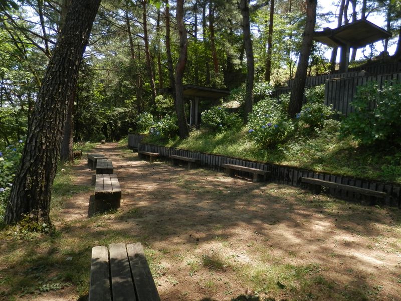 アジサイ咲き始め