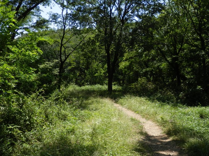 緑の濃い道は快適