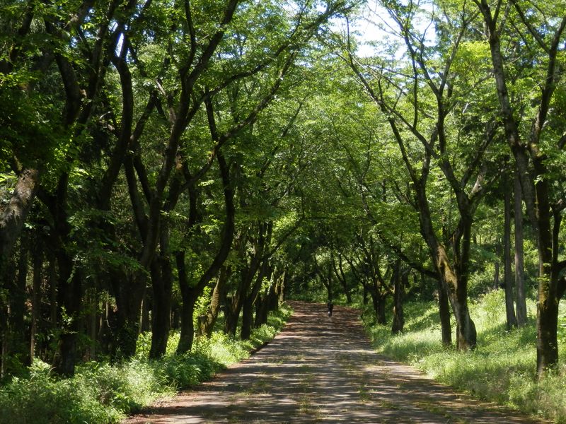 延々と続く桜並木