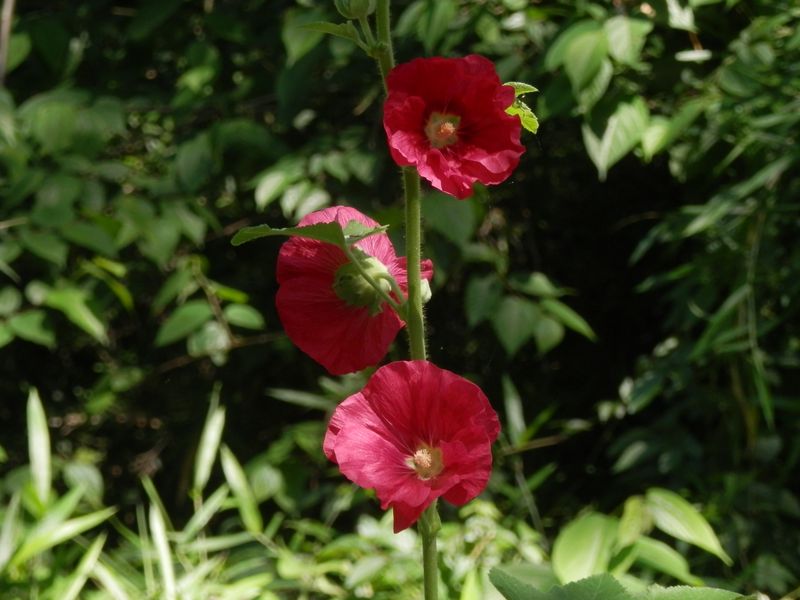 鮮やかなタチアオイ