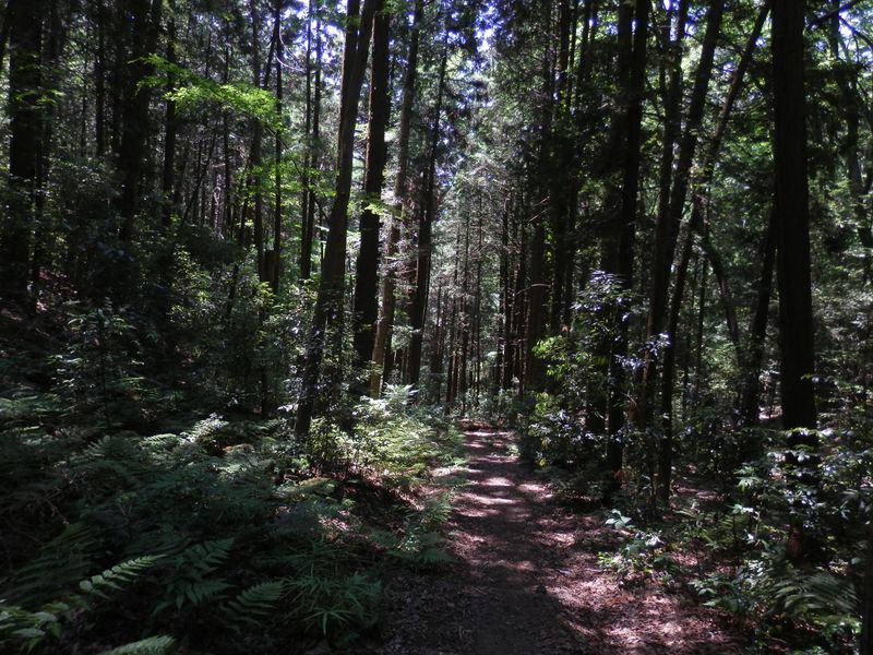 岩蔵温泉への急な下り